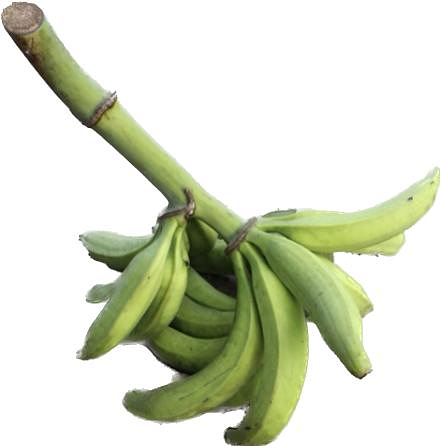 Banane plantain verte 1kg